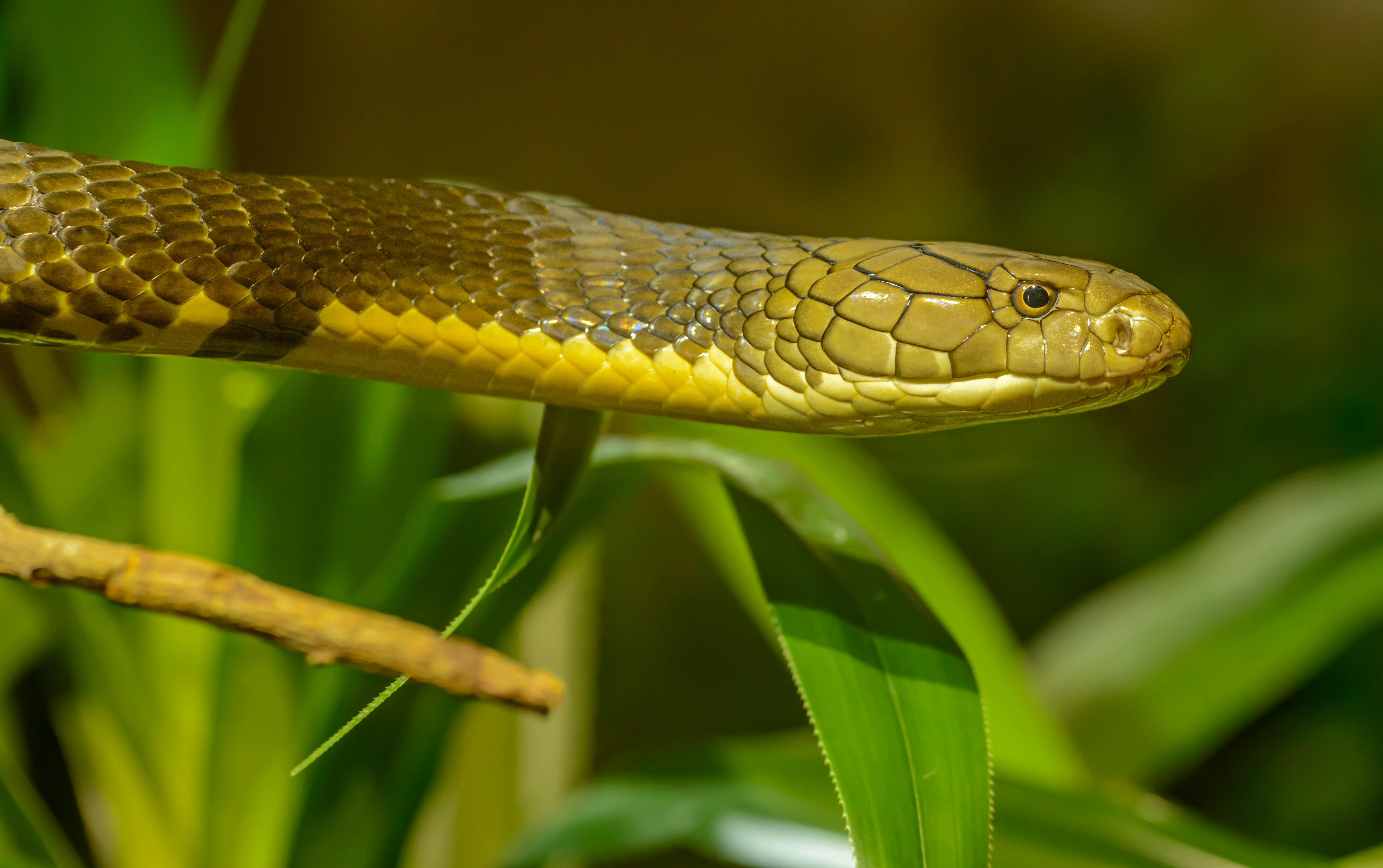 Snake in spain, close-up of a snake in grass